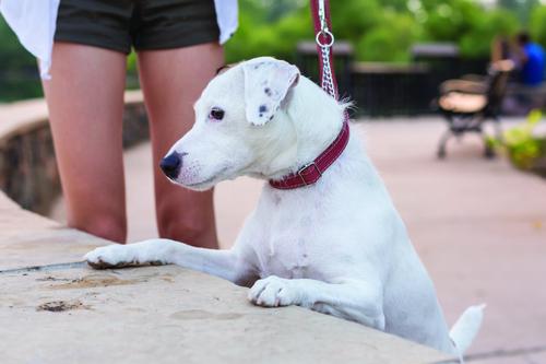 Show full view: Euro-Dog Luxury Leather Martingale Dog Collar, Coral, X-Large slide 4 of 8