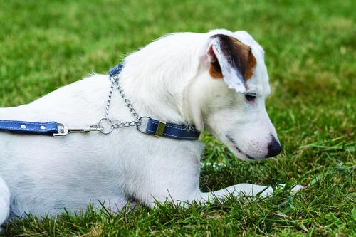 Show full view: Euro-Dog Luxury Leather Martingale Dog Collar, Navy, X-Small slide 5 of 9