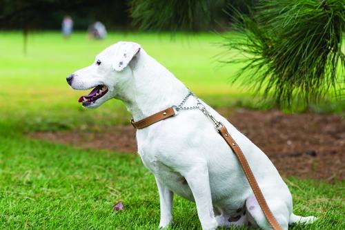 Show full view: Euro-Dog Luxury Leather Martingale Dog Collar, Tan, Large slide 4 of 8