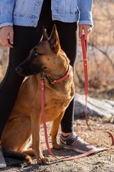 Euro-Dog Modern Leather Dog Lead, Coral Reef, Large slide 2 of 3
