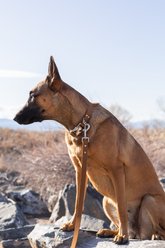 Euro-Dog Modern Leather Dog Lead, Earth Brown, Large slide 2 of 3