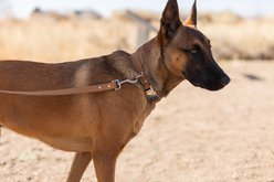 Euro-Dog Modern Leather Dog Lead, Khaki, Large slide 2 of 3