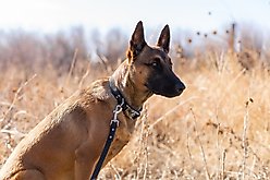Euro-Dog Modern Leather Dog Lead, Midnight Black, Large slide 2 of 3
