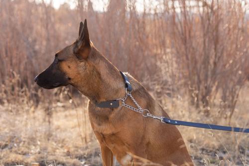 Show full view: Euro-Dog Modern Leather Martingale Dog Collar, Blue Jeans, X-Small: 9 to 12-in neck slide 5 of 8