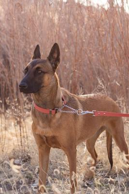 Show full view: Euro-Dog Modern Leather Martingale Dog Collar, Coral Reef, X-Small: 9 to 12-in neck slide 4 of 7