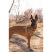 Show in main carousel: Euro-Dog Modern Leather Martingale Dog Collar, Earth Brown, X-Small: 9 to 12-in neck slide 4 of 7
