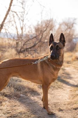 Show full view: Euro-Dog Modern Leather Martingale Dog Collar, Earth Brown, X-Small: 9 to 12-in neck slide 4 of 7