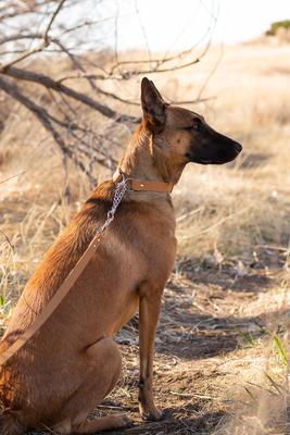 Show full view: Euro-Dog Modern Leather Martingale Dog Collar, Khaki, Small: 10 to 15-in neck slide 5 of 8