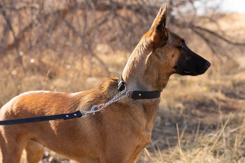 Show full view: Euro-Dog Modern Leather Martingale Dog Collar, Midnight Black, Large: 15 to 23-in neck slide 4 of 7