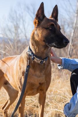 Show full view: Euro-Dog Modern Leather Quick Release Dog Collar, Blue Jeans, X-Small: 9 to 12-in neck slide 8 of 9