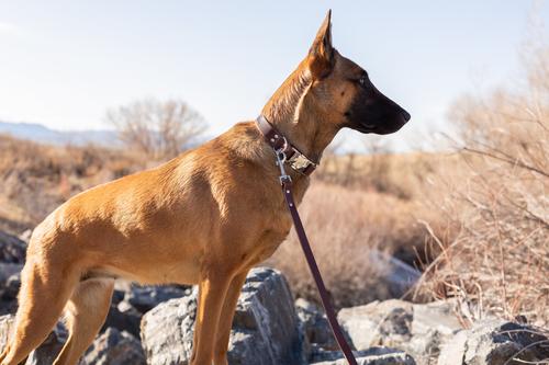 Show full view: Euro-Dog Modern Leather Quick Release Dog Collar, Chocolate, Large: 15 to 23-in neck slide 4 of 7