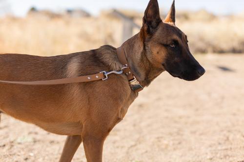Show full view: Euro-Dog Modern Leather Quick Release Dog Collar, Khaki, X-Small: 9 to 12-in neck slide 4 of 7