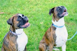 Euro-Dog Outdoor Style Nylon Dog Collar, Frozen Forest, Small: 11 to 16-in neck, 5/8-in wide slide 2 of 4