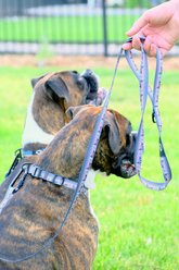 Euro-Dog Outdoor Style Nylon Dog Leash, 6-ft long, 3/4-in wide, Mountain Sunset slide 2 of 3