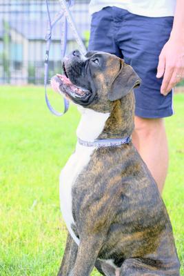 Show full view: Euro-Dog Outdoor Style Nylon Step in Dog Harness, Mountain Sunset, Large: 18 to 32-in chest slide 2 of 4