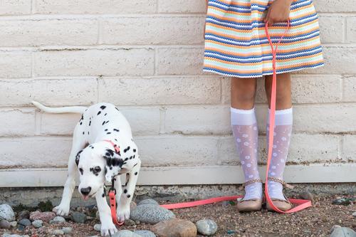 Show full view: Euro-Dog PVC Dog Leash, Coral, 6-ft long, 5/8-in wide slide 3 of 6