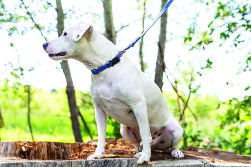 Show full view: Euro-Dog PVC Dog Leash, Navy, 6-ft long, 5/8-in wide slide 3 of 4