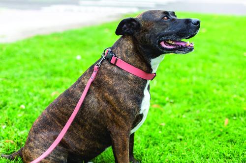 Show full view: Euro-Dog Sport Style Luxury Leather Dog Collar, Coral, X-Large slide 5 of 9