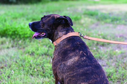 Show full view: Euro-Dog Sport Style Luxury Leather Dog Collar, Tan, Small slide 4 of 8