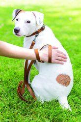 Euro-Dog Sport Style Luxury Leather Dog Leash, Bark Brown slide 2 of 2