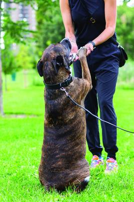 Show full view: Euro-Dog Sport Style Luxury Leather Dog Leash, Large, Black slide 2 of 3