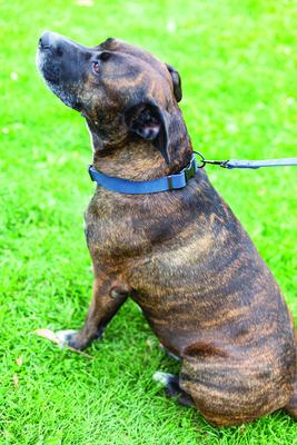 Show full view: Euro-Dog Sport Style Luxury Leather Dog Leash, Large, Navy  slide 2 of 3