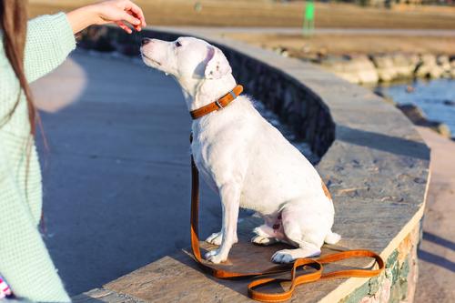 Show full view: Euro-Dog Traditional Leather Dog Collar, Bark Brown, Small: 12 to 15-in neck slide 4 of 7
