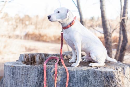 Show full view: Euro-Dog Traditional Leather Dog Collar, Coral, Small: 12 to 15-in neck slide 4 of 6