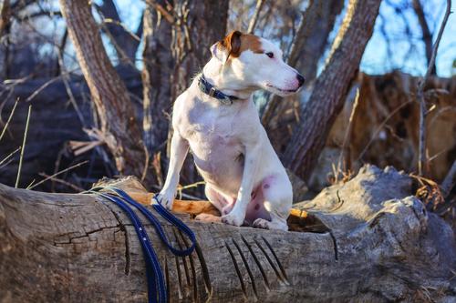 Show full view: Euro-Dog Traditional Leather Dog Collar, Navy, Small: 12 to 15-in neck slide 4 of 7