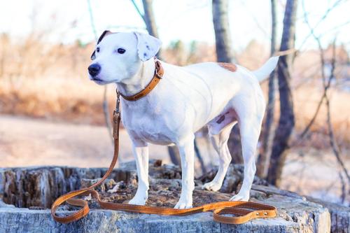 Show full view: Euro-Dog Traditional Leather Dog Collar, Tan, Medium: 13 to 17-in neck slide 4 of 7