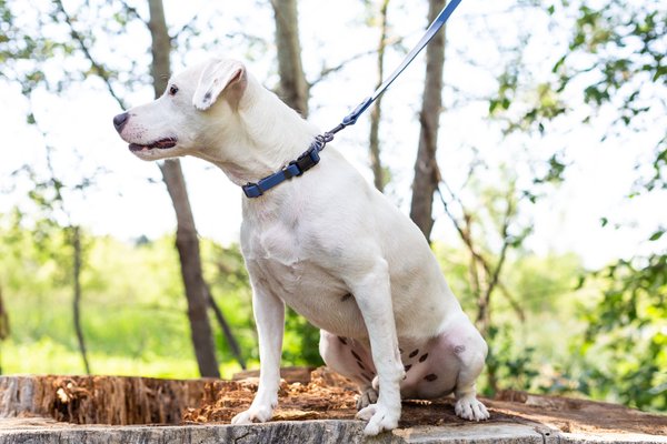 Show full view: Euro-Dog Waterproof Quick Release PVC Dog Collar, Navy, Large: 15 to 23-in neck slide 4 of 6
