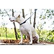 Show in main carousel: Euro-Dog Waterproof Quick Release PVC Dog Collar, Navy, Large: 15 to 23-in neck slide 4 of 6