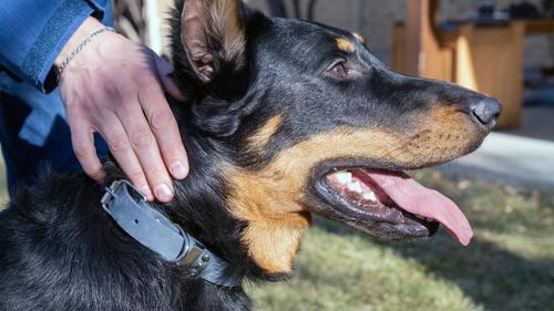 Show full view: Euro-Dog Zen Style Leather Dog Collar, Blue Jeans, Small slide 4 of 8