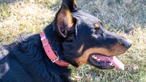 Show full view: Euro-Dog Zen Style Leather Dog Collar, Coral Reef, X-Small slide 3 of 7