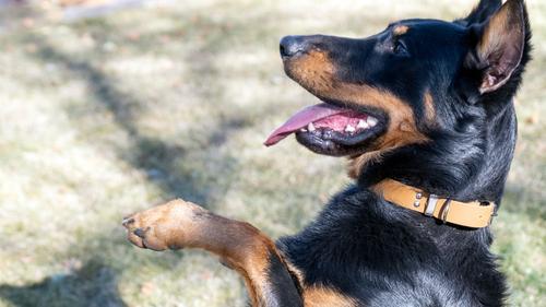 Show full view: Euro-Dog Zen Style Leather Dog Collar, Earth Brown, Large slide 3 of 7