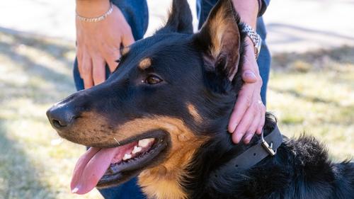 Show full view: Euro-Dog Zen Style Leather Dog Collar, Midnight Black, Large slide 3 of 7