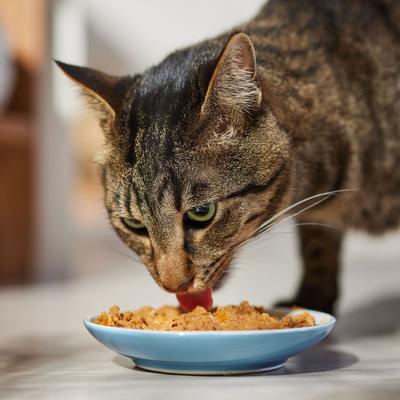 Show full view: Evanger's Low Fat Vegetarian Dinner Canned Dog & Cat Food, 12.8-oz, case of 12 slide 8 of 10