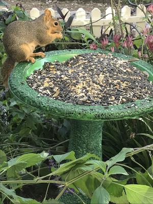 Show full view: Exaco Bird Bath, 1.3-gal, Dark/Light Green slide 5 of 7