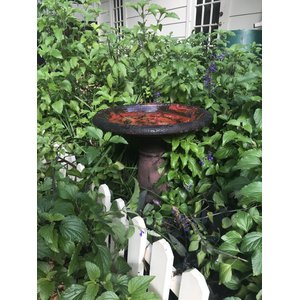 Exaco Scroll Vine Marbleized Bird Bath, 2-gal