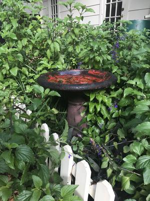 Show full view: Exaco Scroll Vine Marbleized Bird Bath, 2-gal slide 3 of 5