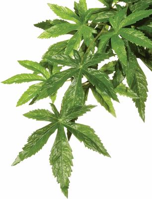 Show full view: Exo Terra Abutilon Silk Plant, Large slide 3 of 6