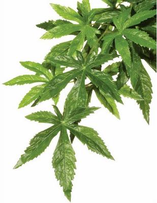 Show full view: Exo Terra Abutilon Silk Plant, Large slide 5 of 6