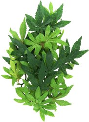 Exo Terra Abutilon Silk Plant, Medium