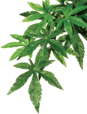 Show full view: Exo Terra Abutilon Silk Plant, Medium slide 3 of 4