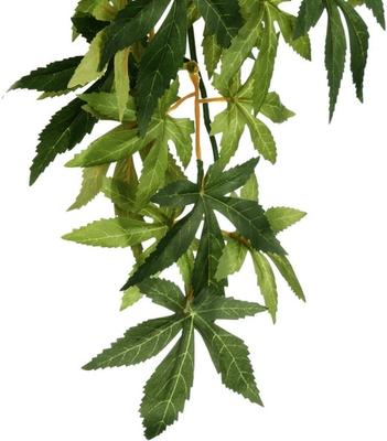 Show full view: Exo Terra Abutilon Silk Plant, Small slide 7 of 10