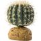 Show in main carousel: Exo Terra Barrel Cactus Reptile Terrarium Plant, Small slide 1 of 2