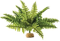 Exo Terra Boston Fern Rainforest Reptile Terrarium Plant, Medium