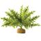 Show in main carousel: Exo Terra Boston Fern Rainforest Reptile Terrarium Plant, Small slide 1 of 2