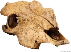 Exo Terra Buffalo Skull Terrarium Décor