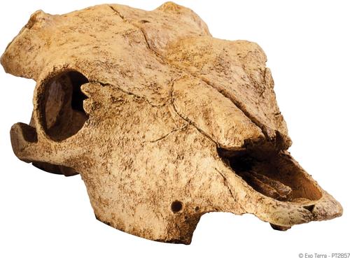 Show full view: Exo Terra Buffalo Skull Terrarium Décor slide 1 of 10